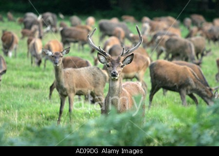 Red deer stag and hinds, UK