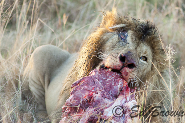 Lion tearing apart prey, Masai Mara, Kenya