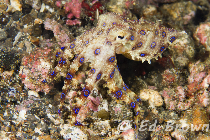 Blue ringed octopus - Hapalochlaena sp.