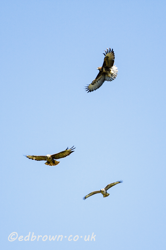 Common buzzards (Buteo buteo) flying against a blue sky, Berkshire, England, UK