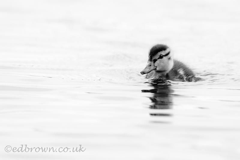 Mallard duckling (Anas platyrhynchos) © www.edbrown.co.uk