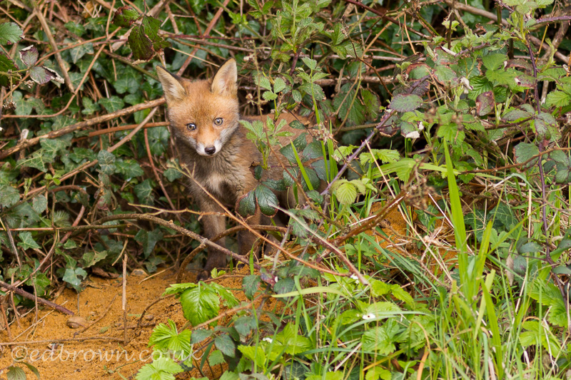 Photo of a Young Red Fox Cub outside its den, Vulpes vulpes, Kent, England, UK