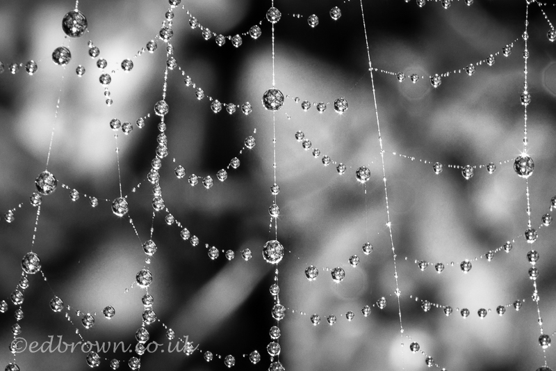 1st November 2015. UK weather.  A garden spider or cross spider (Araneus diadematus) dew covered web in a garden in Hailsham, East Sussex, UK